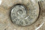 Polished Ammonite (Argonauticeras) Fossil - Giant Specimen! #214773-1